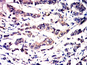 NANOG Antibody