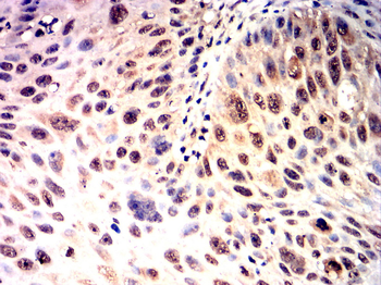 NANOG Antibody