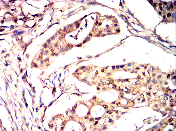 NANOG Antibody