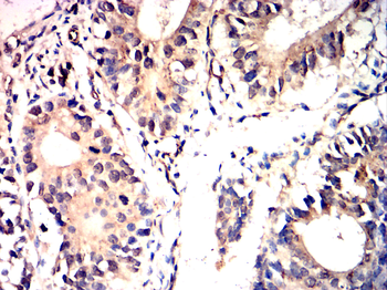 NANOG Antibody