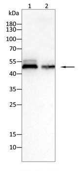 NANOG Antibody