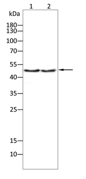 NANOG Antibody