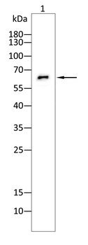 SRC Antibody