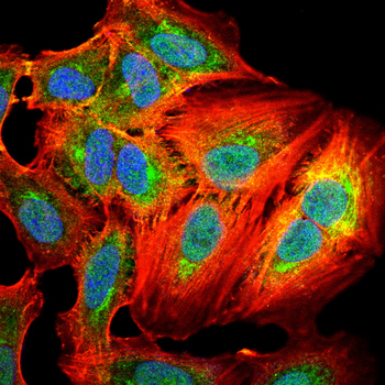 SRC Antibody