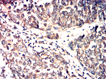 SRC Antibody