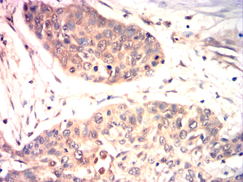 SRC Antibody