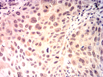 SRC Antibody
