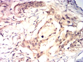 SRC Antibody
