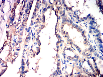 SRC Antibody