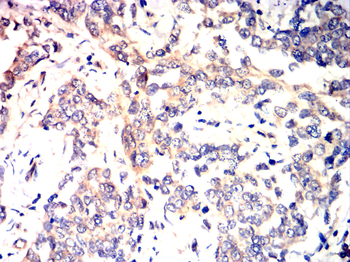 FOXO3 Antibody