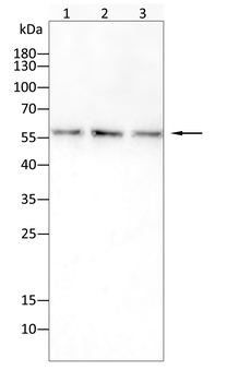 FOXO3 Antibody