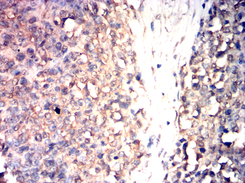 SUMO1 Antibody