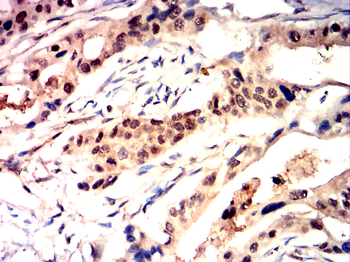 RELA Antibody