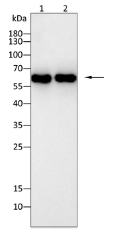 RELA Antibody