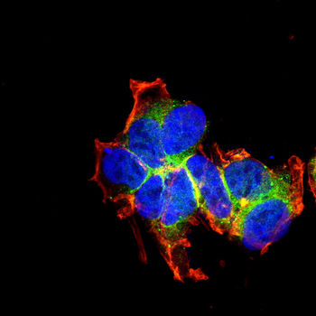 GJA1 Antibody