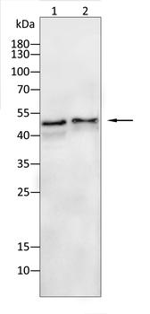 GJA1 Antibody