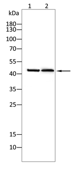 GJA1 Antibody