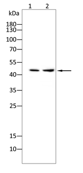 KRT19 Antibody