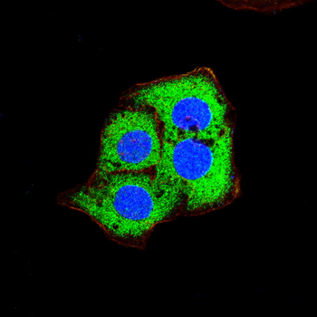 KRT19 Antibody