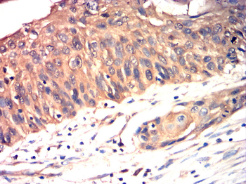 KRT19 Antibody