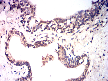 SOX9 Antibody