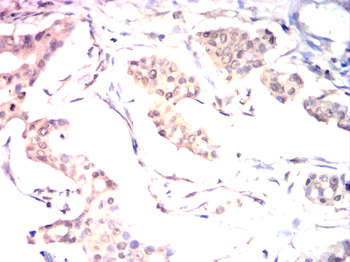 SOX9 Antibody