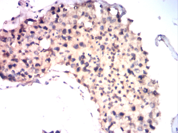 SOX9 Antibody