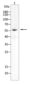 SOX9 Antibody