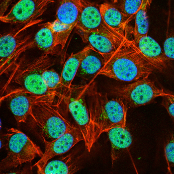 SOX9 Antibody