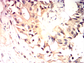 SOX9 Antibody