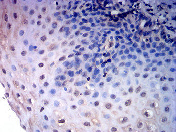 SOX9 Antibody