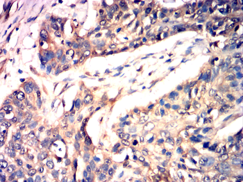 SOX9 Antibody