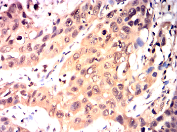 SOX9 Antibody