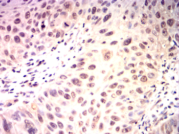 SOX9 Antibody