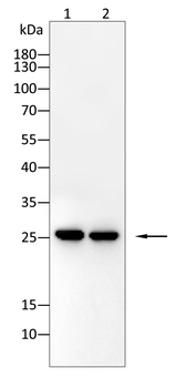 CLDN2 Antibody