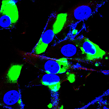 PROM1 Antibody