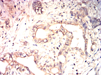 IL4 Antibody