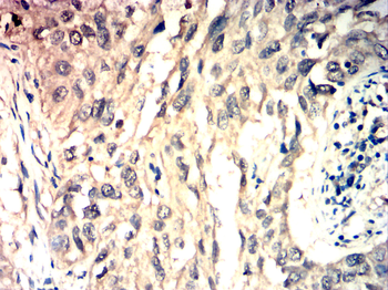 IL4 Antibody