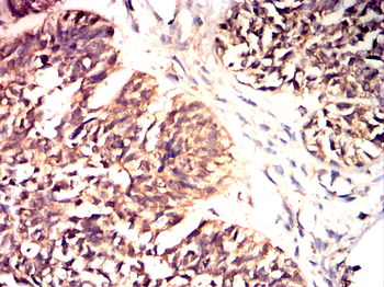 IL4 Antibody