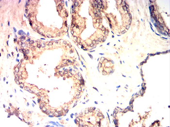 IL4 Antibody