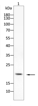 IL4 Antibody