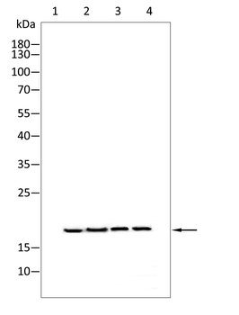 IL4 Antibody