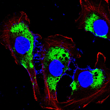 NTRK2 Antibody