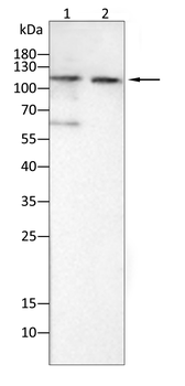 NTRK2 Antibody