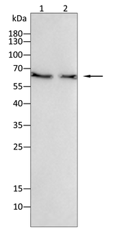 FOXO1 Antibody