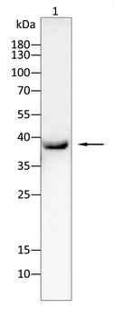 FAS Antibody