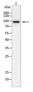 STAT6 Antibody