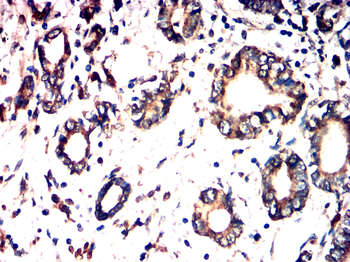 CCNB1 Antibody