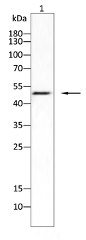 CCNB1 Antibody