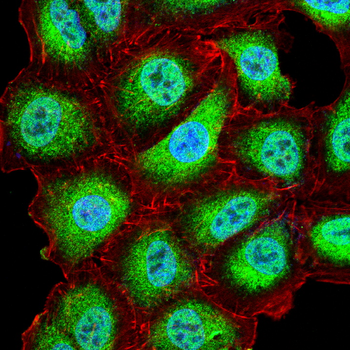 CCNB1 Antibody
